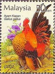 Serama Bantams