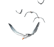 Animated Flying Seagull