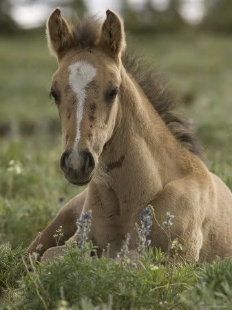 Mustang Foal
