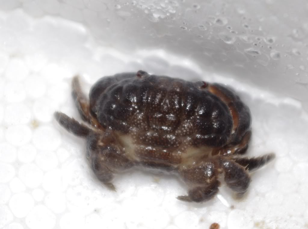 Good crabs and bad crabs Identification Forum Forums