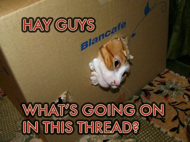 cat funny photo: forum forum.jpg