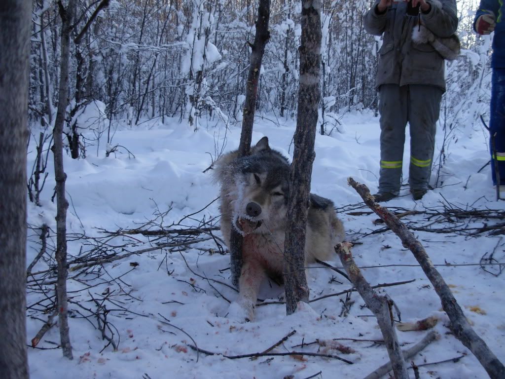 wolf trapping