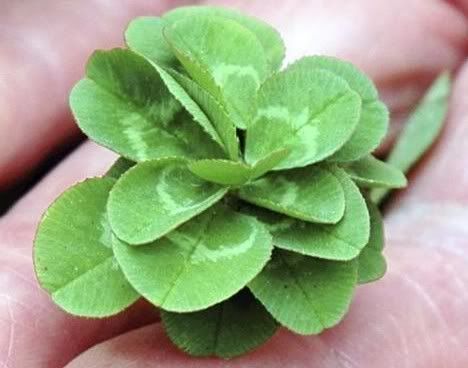 A new record was set in 2008 with a 21-Leaf Clover which was also found by 