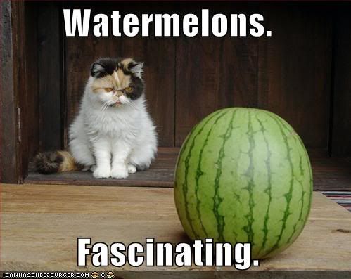 funny cats with captions. 4-30-11 (The Funny Cats With Captions Thread)