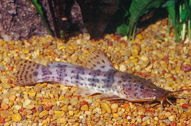 False Catfish