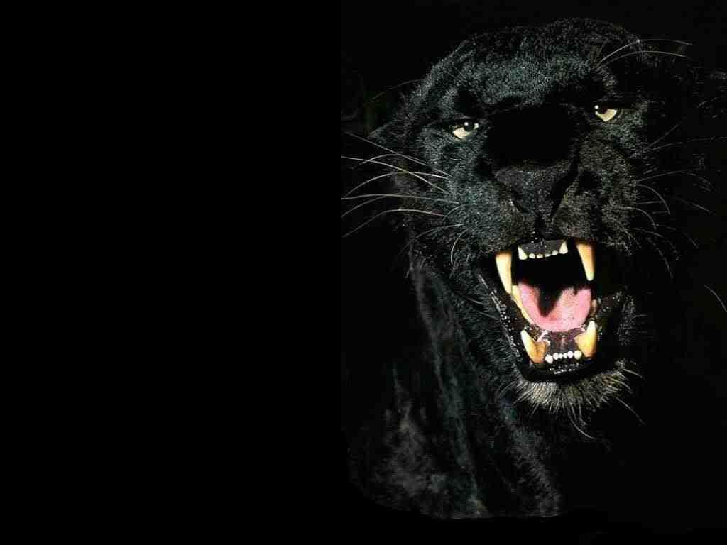 Black_Panther.jpg