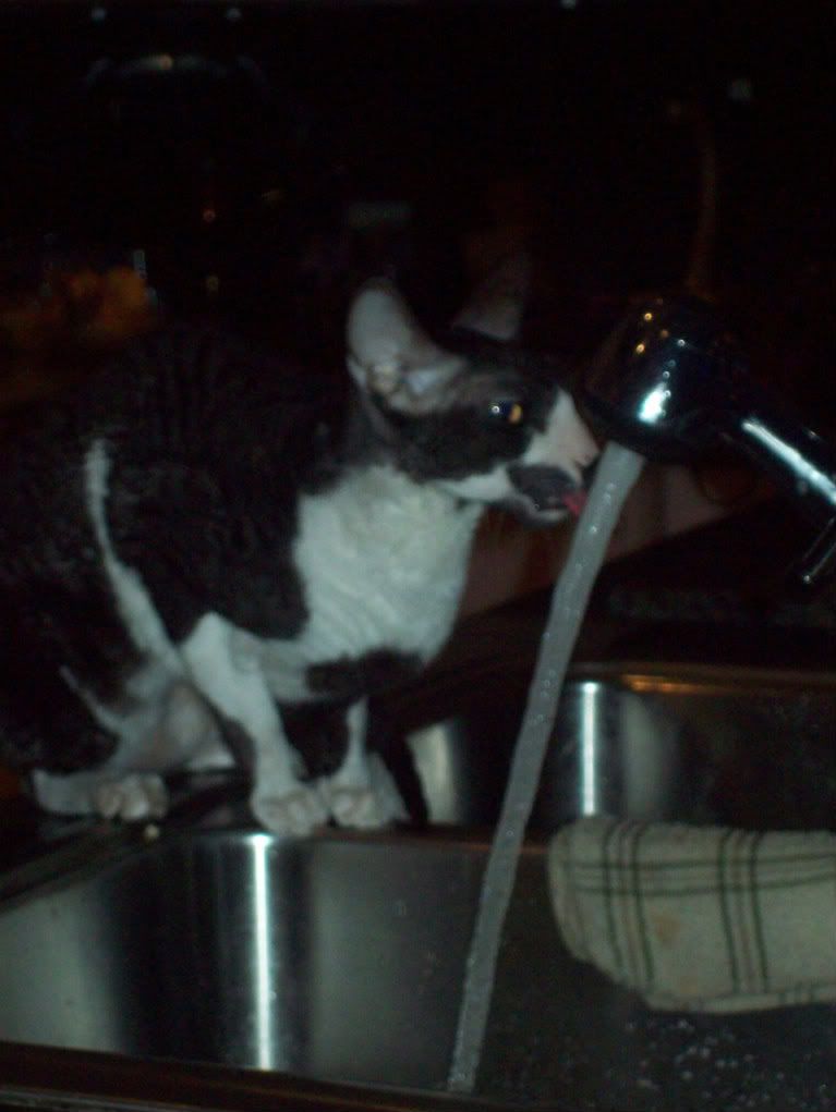 My cat drinking from the faucet Pictures, Images and Photos