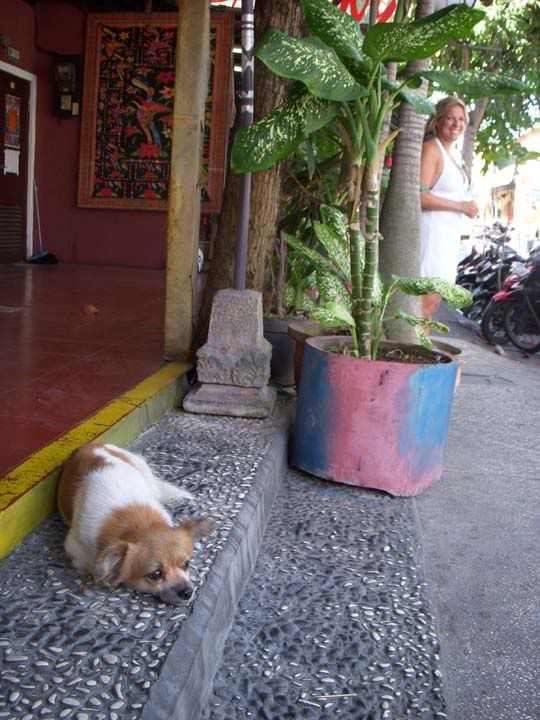 Dog On The Street Bali