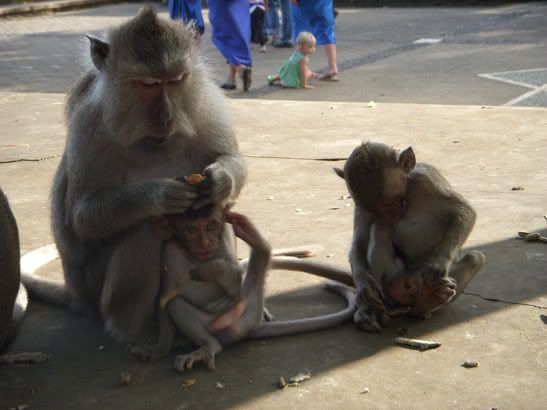 Baby Monkeys Bali Temple