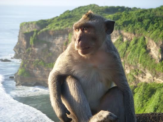 Temple Monkey and Cliffs Bali