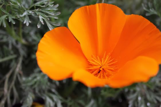 Macro Orange California Poppy
