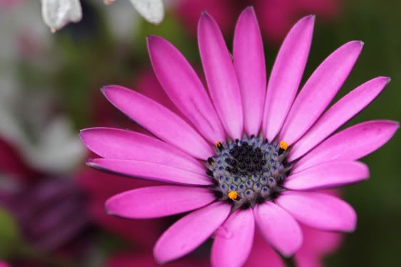 Macro Purple Daisy