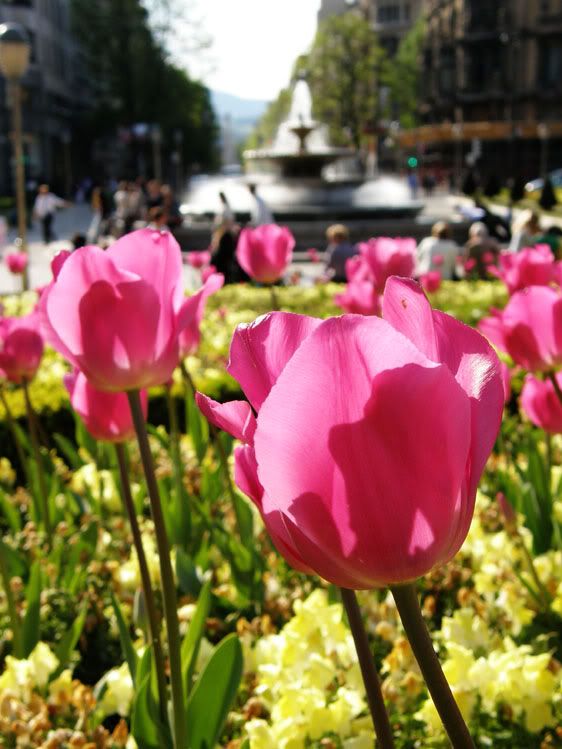 Macro Pink Tulips Fountain