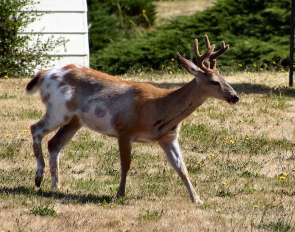 Pinto Deer? 24hourcampfire