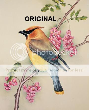 Cedar Waxwing Cross Stitch Pattern Birds  