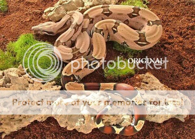 Guyanan Red Tail Boa Cross Stitch Pattern Snakes TBB  