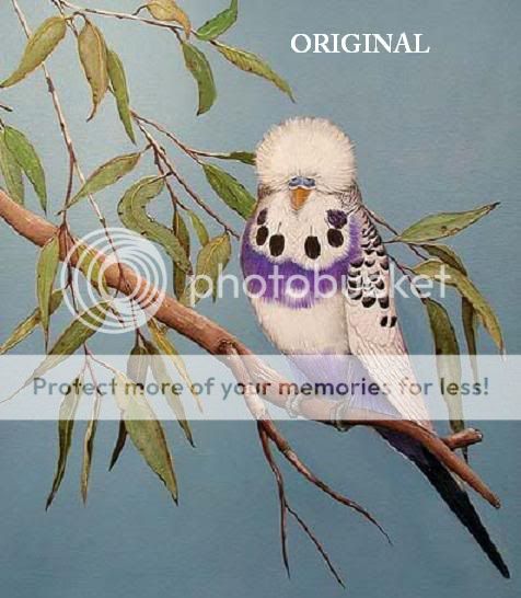 English Violet Budgie Cross Stitch Pattern Birds TBB