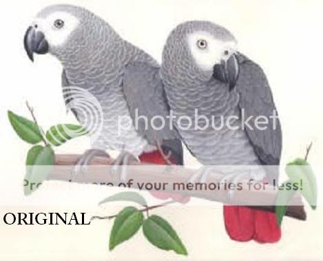 Congo African Greys 2 Cross Stitch Pat Parrots TBB  