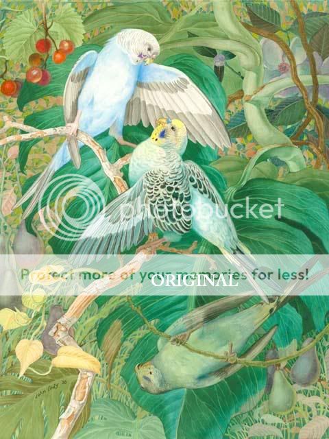 Parakeets Cross Stitch Pattern Parrots Birds TBB  